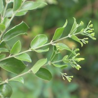 Jasminum auriculatum Vahl